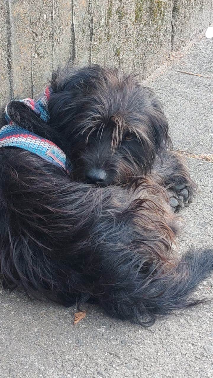 Foto de la mascota