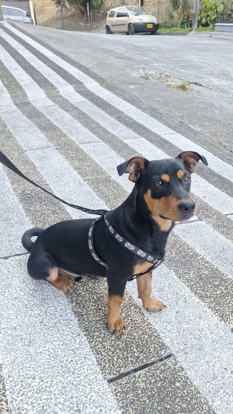 Foto de la mascota