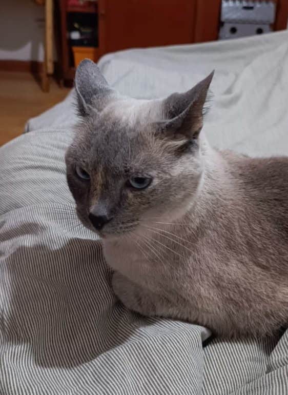 Foto de Seta