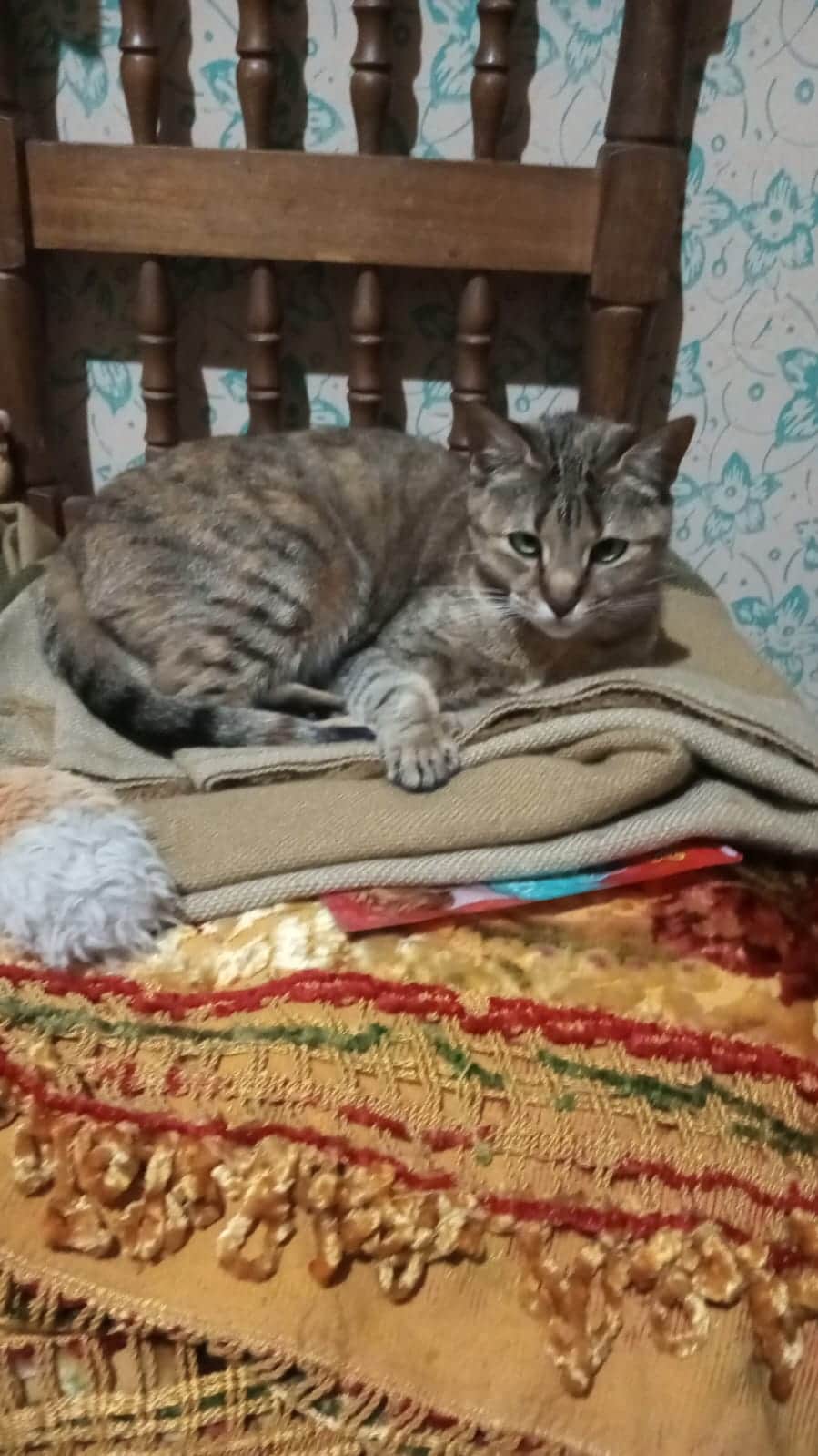 Foto de Morita