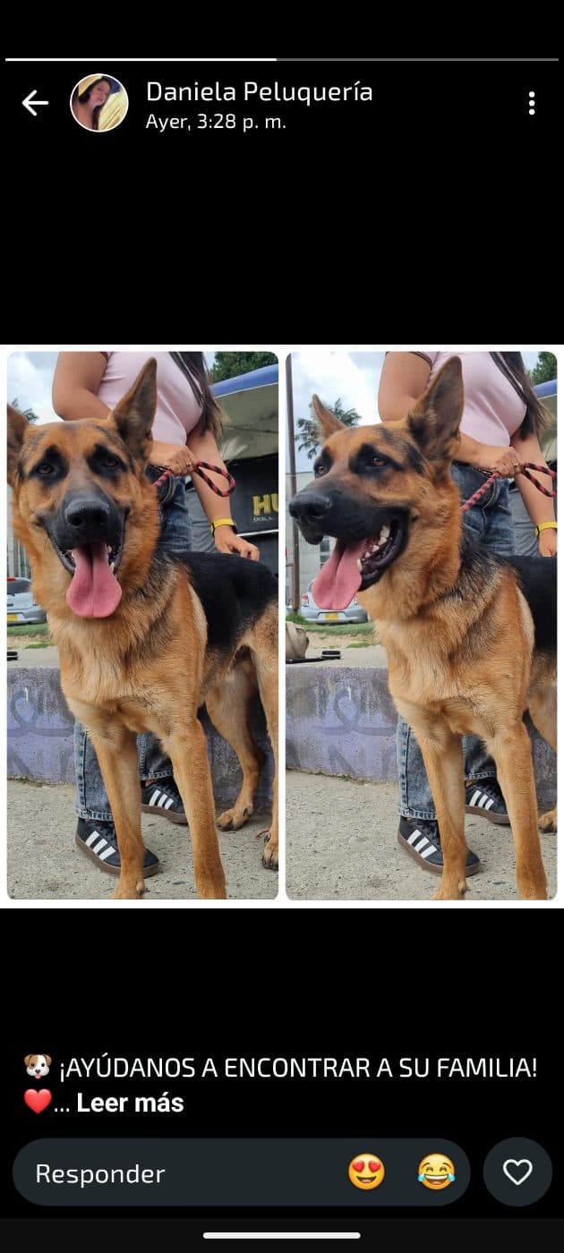 Foto de la mascota