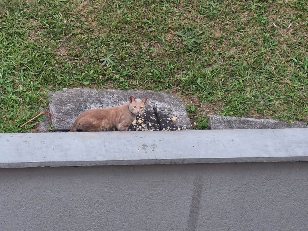 Foto de la mascota