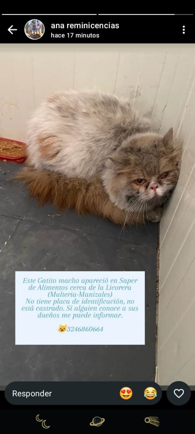 Foto de la mascota