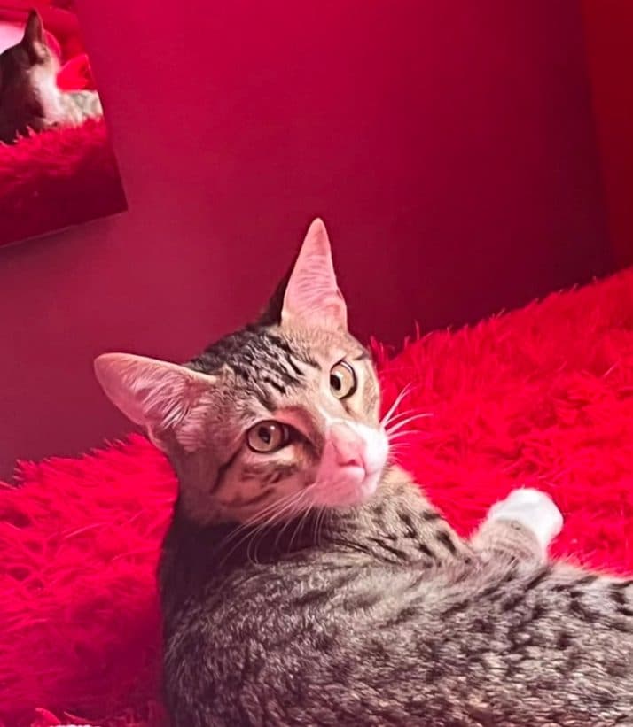 Foto de Apolo