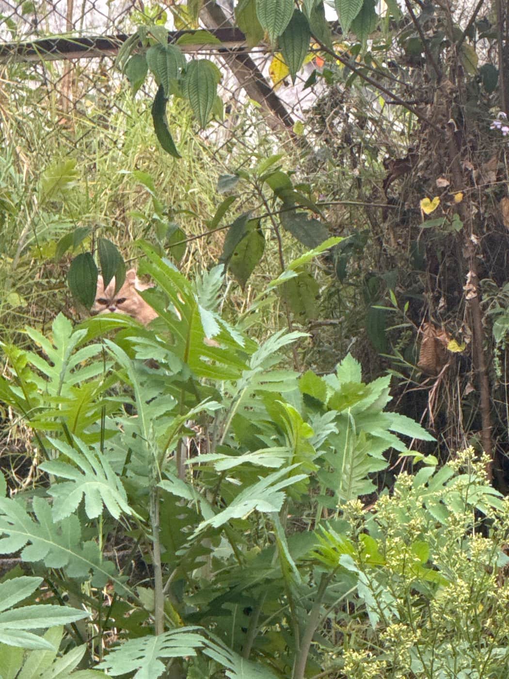 Foto de la mascota