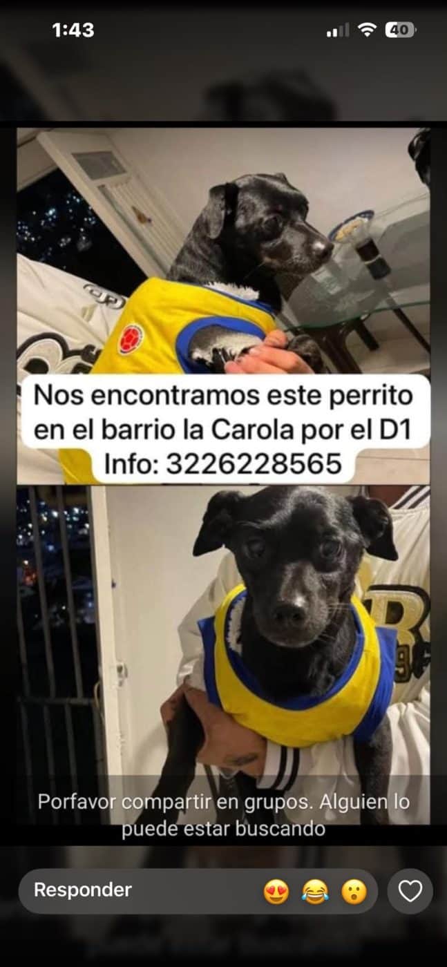 Foto de la mascota