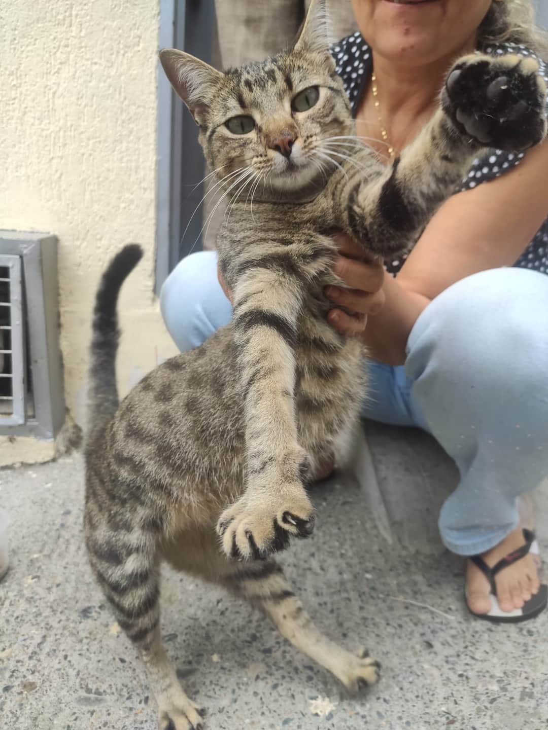 Foto de la mascota