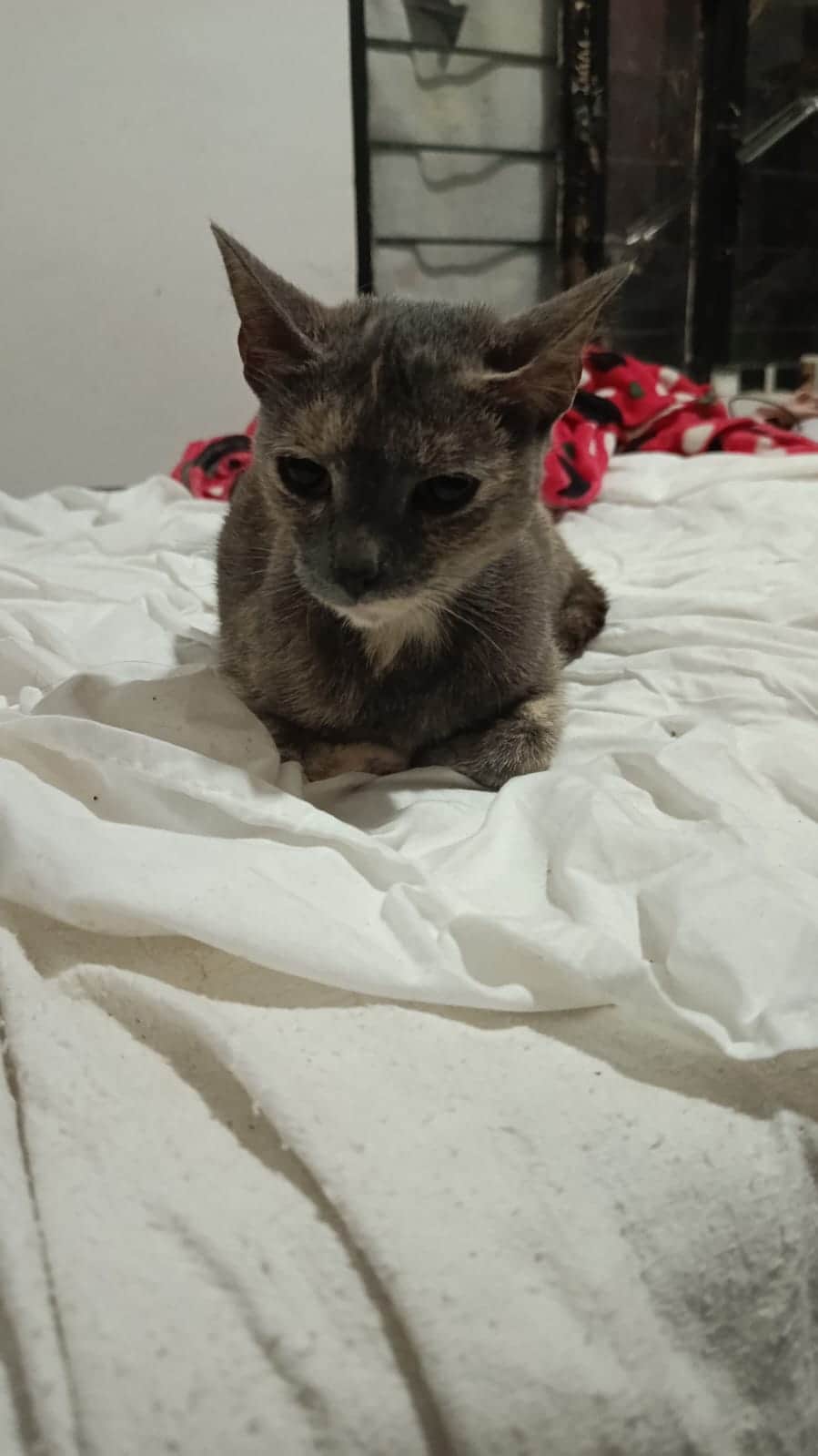 Foto de la mascota