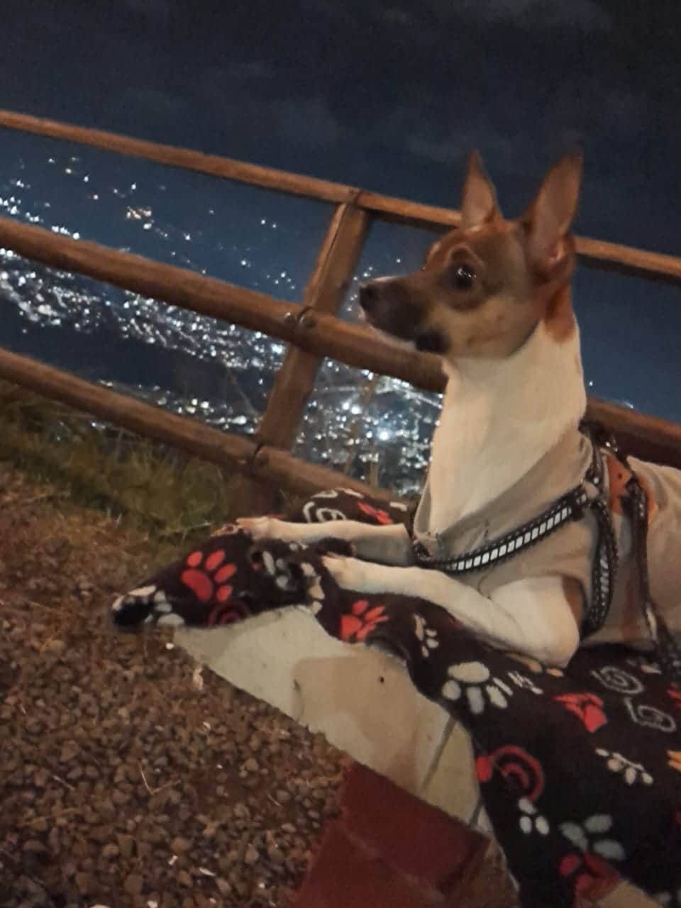 Foto de Romeo